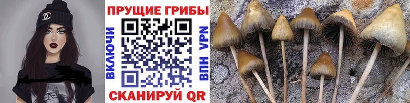 Псилоцибиновые грибы мицелий  хочу наркоту  Кингисепп 